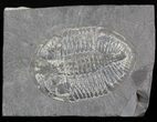 Pseudogygites Trilobite - Ontario #42804-1